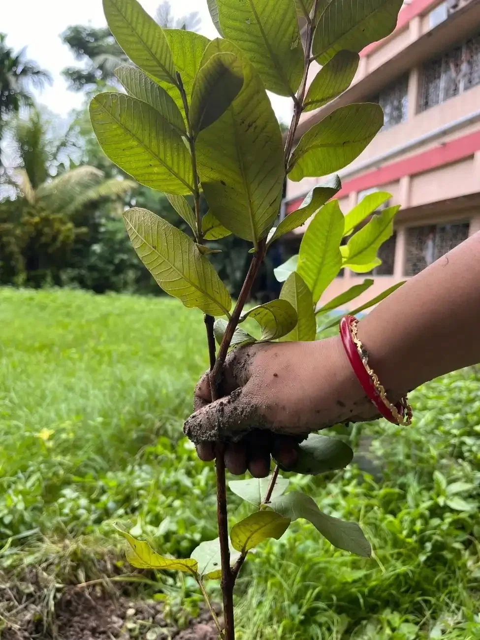 Plantation in Kolkata