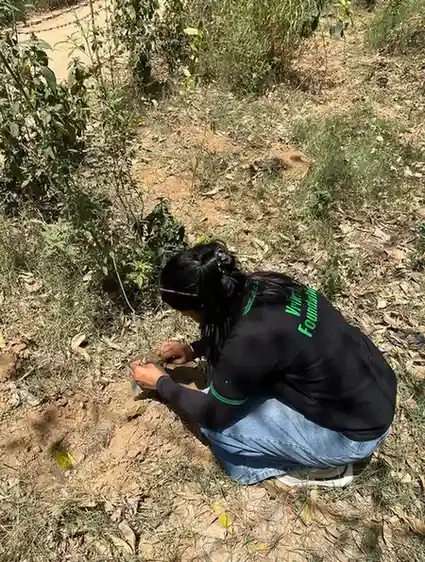 Green India Tree Plantation