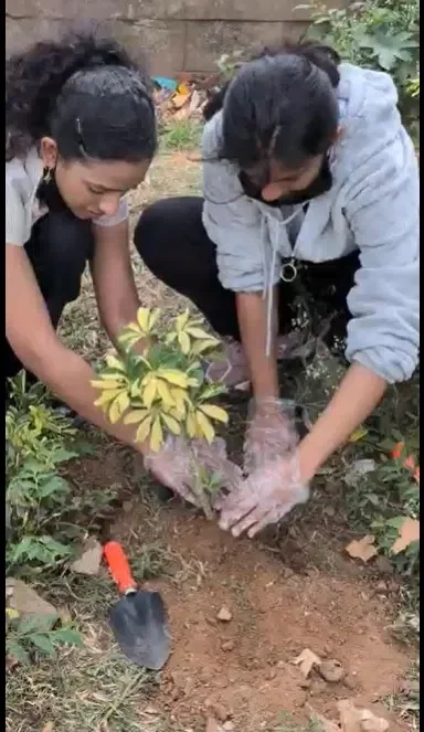 70 saplings in Bangalore